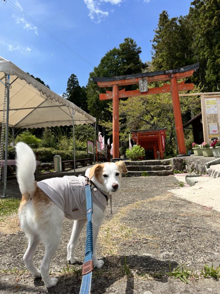 笠森稲荷神社　犬