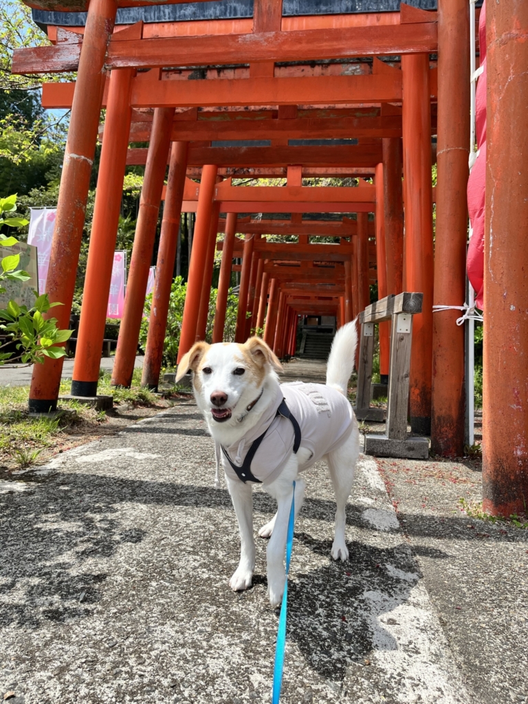 笠森稲荷神社　犬