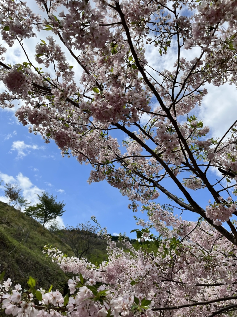 桜華園　犬