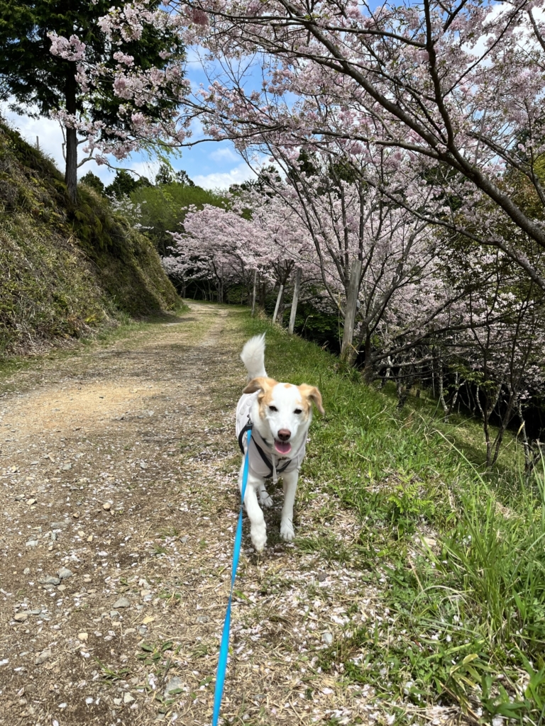 桜華園　犬