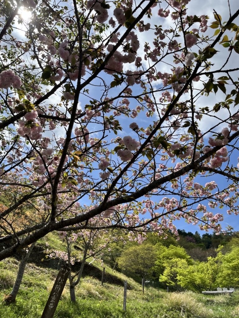 桜華園　犬