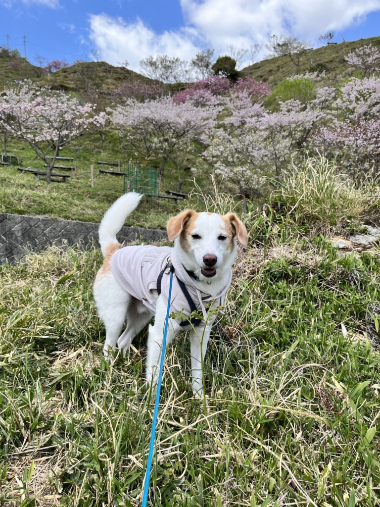 桜華園　犬