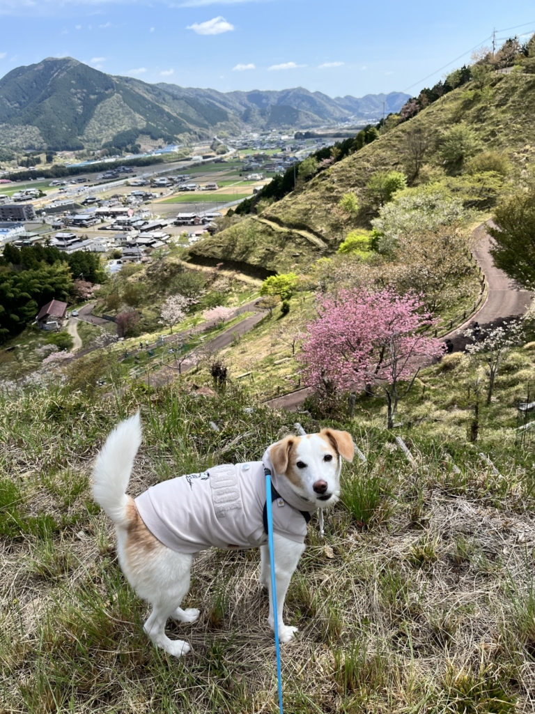 桜華園　犬