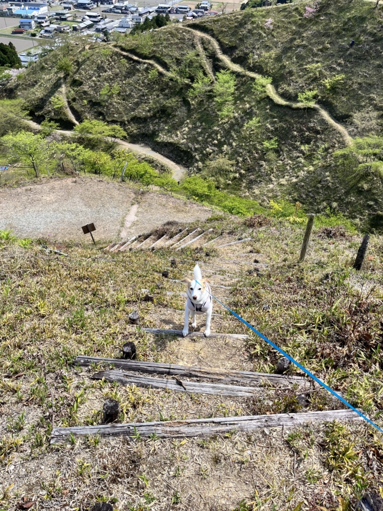 桜華園　犬