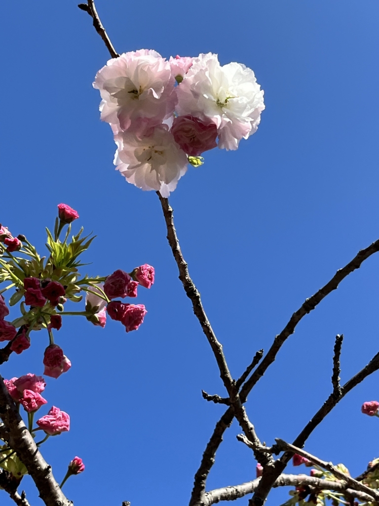 桜華園　犬