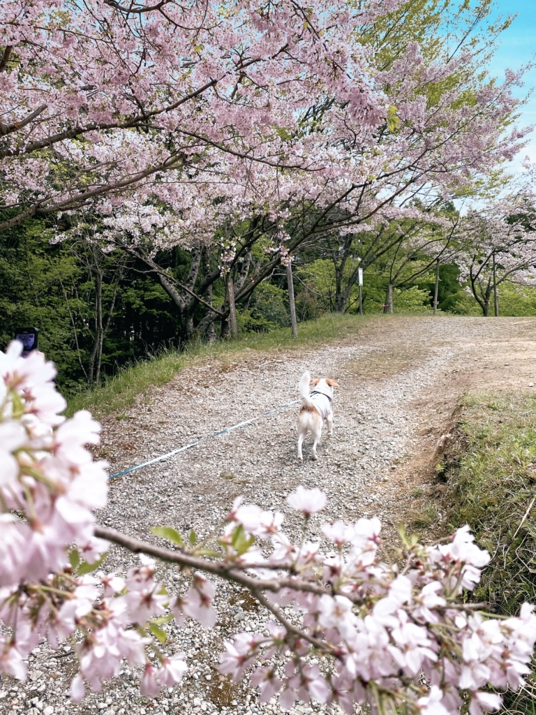 桜華園　犬