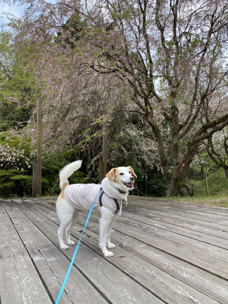 桜華園　犬