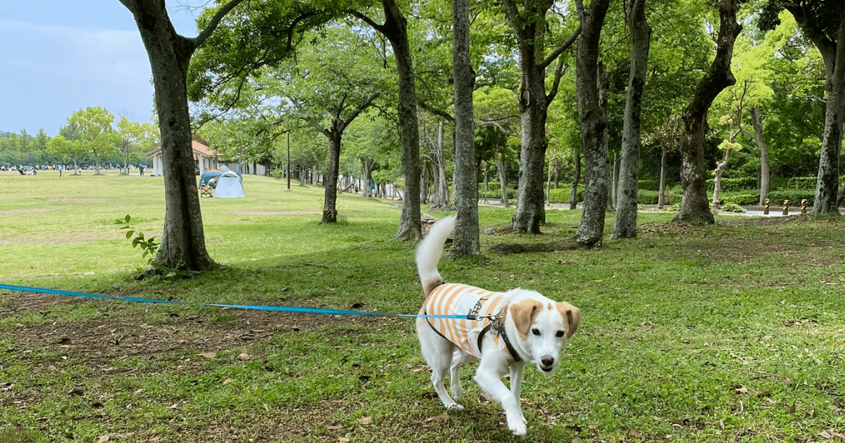 兵庫県神戸市 しあわせの村で愛犬とお散歩 ピクニック 犬とおでかけドギゴー関西のお出かけ 国内旅行そして 健康のこと 兵庫県神戸市 しあわせの村で愛犬とお散歩 ピクニック 犬とおでかけドギゴー関西のお出かけ 国内旅行そして 健康のこと