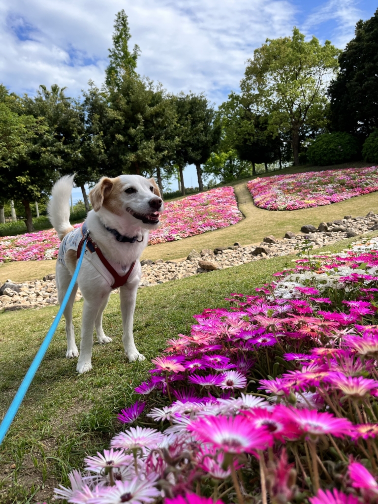 明石海峡公園