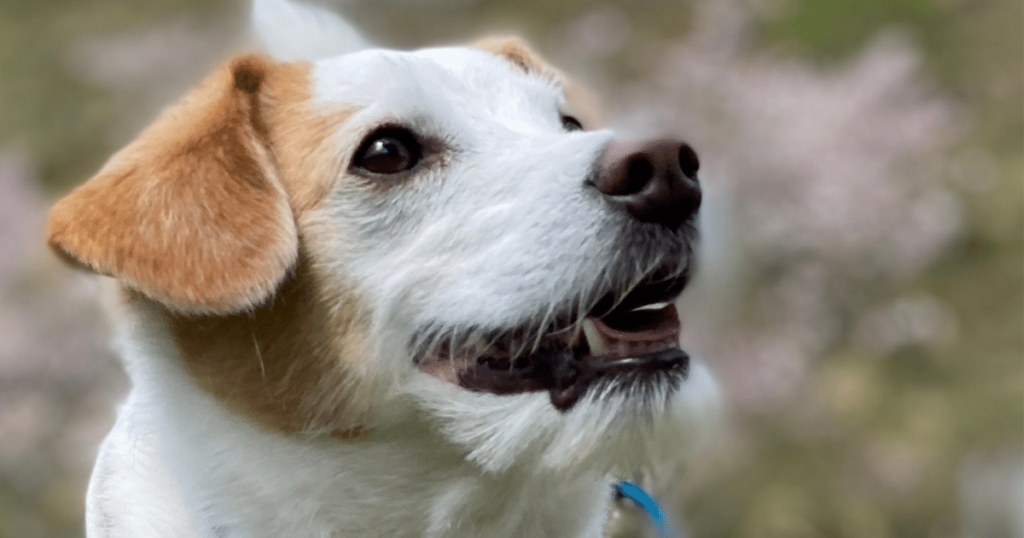 犬の小肝症