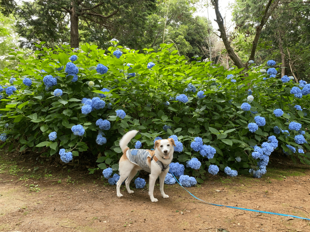 兵庫県小野市 浄土寺の美しい紫陽花の散策道を愛犬とお散歩しよう 犬とおでかけ Doggy Go Out ドギゴー関西 のお出かけ 国内旅行そして 健康のこと 兵庫県小野市 浄土寺の美しい紫陽花の散策道を愛犬とお散歩しよう 犬とおでかけ Doggy Go Out ドギゴー関西 のお出かけ 国内旅行そして 健康のこと