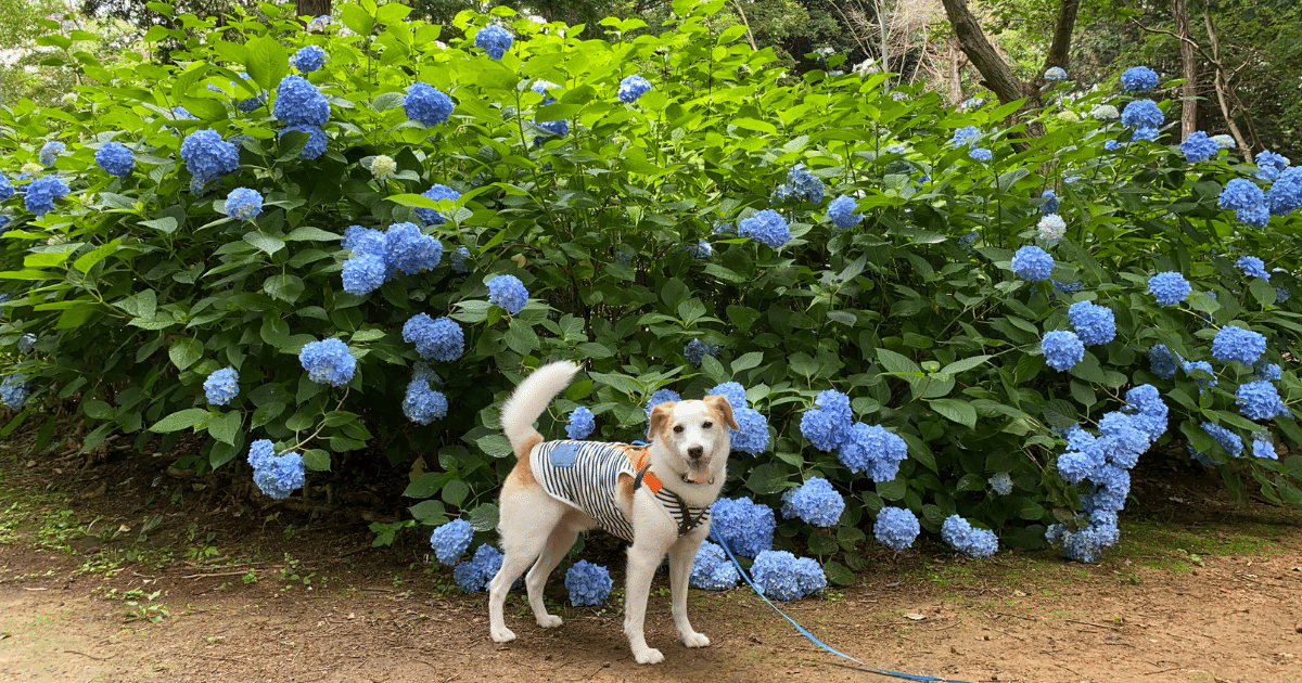 兵庫県小野市 浄土寺の美しい紫陽花の散策道を愛犬とお散歩しよう 犬とおでかけドギゴー関西のお出かけ 国内旅行そして 健康のこと