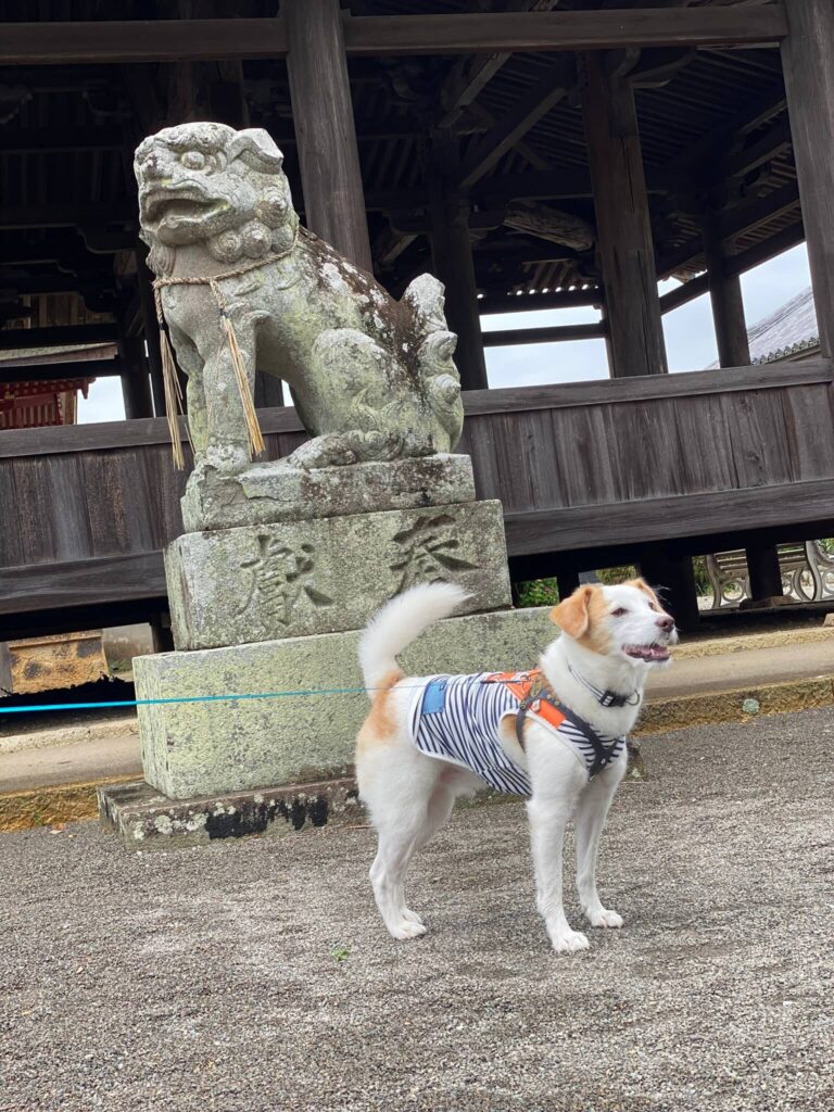 浄土寺　犬