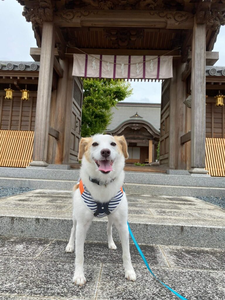 浄土寺歓喜院　犬