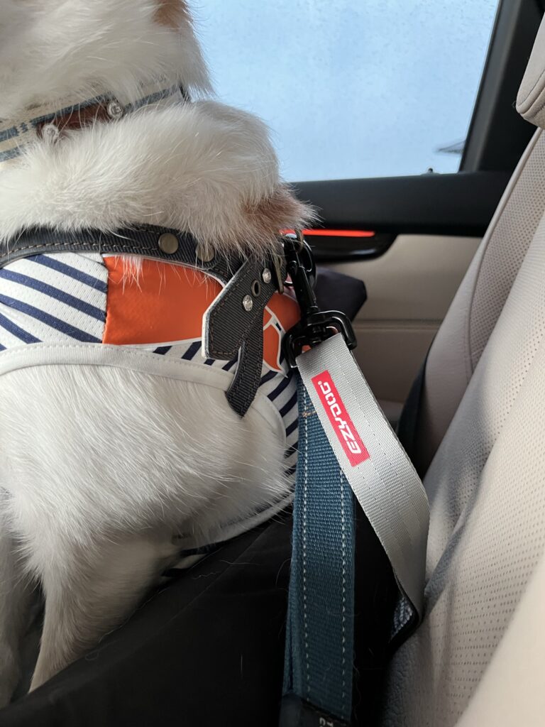 犬　シートベルト