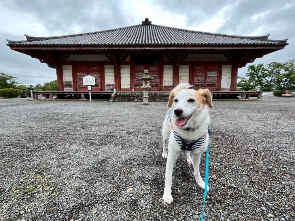 浄土寺　犬