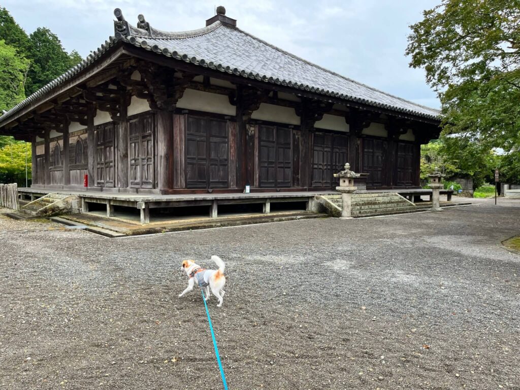 浄土寺　犬