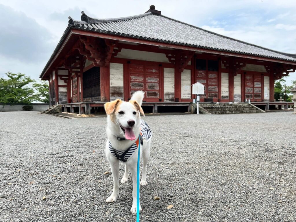 浄土寺　犬