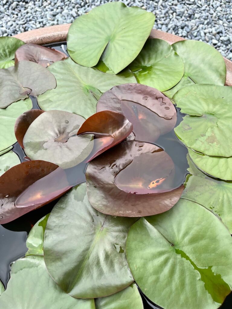 浄土寺歓喜院