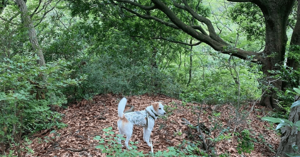 再度公園犬