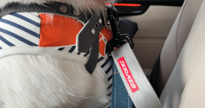 犬用シートベルト