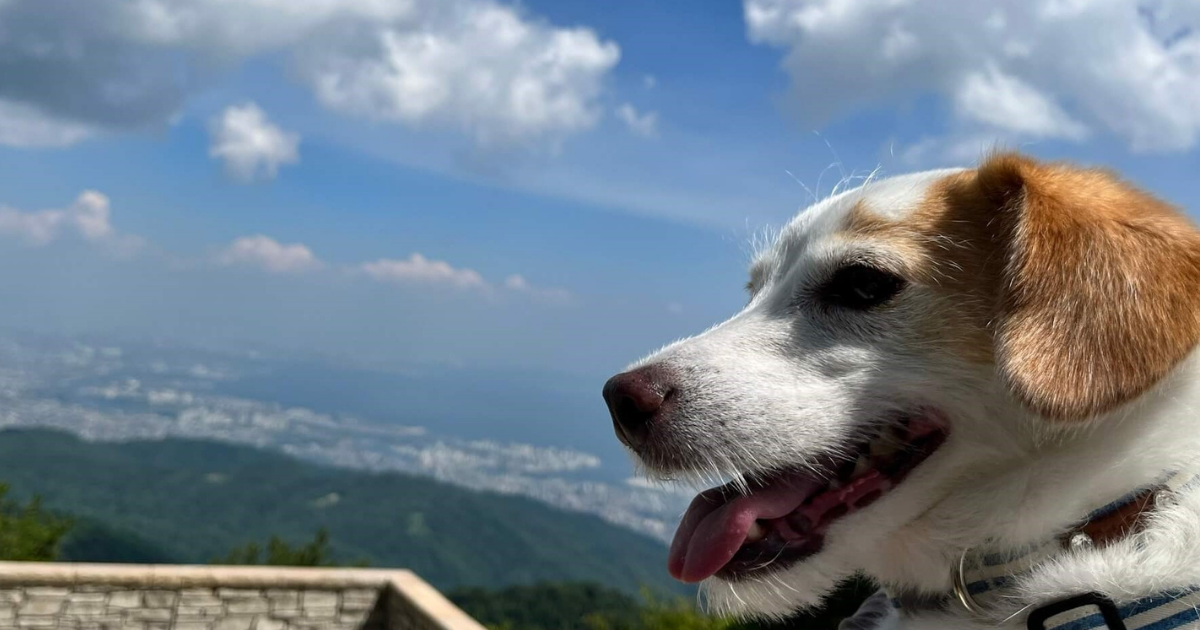 兵庫県神戸市 夏は涼しい 六甲ガーデンテラスを愛犬とお散歩 犬とおでかけドギゴー関西のお出かけ 国内旅行そして 健康のこと 兵庫県神戸市 夏は涼しい 六甲ガーデンテラスを愛犬とお散歩 犬とおでかけドギゴー関西のお出かけ 国内旅行そして 健康のこと