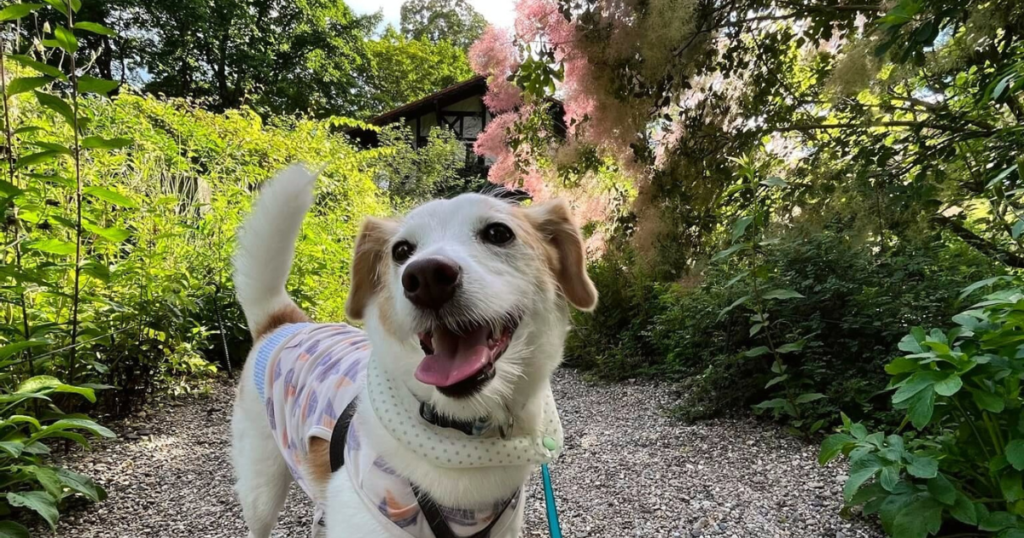 萌木の村犬