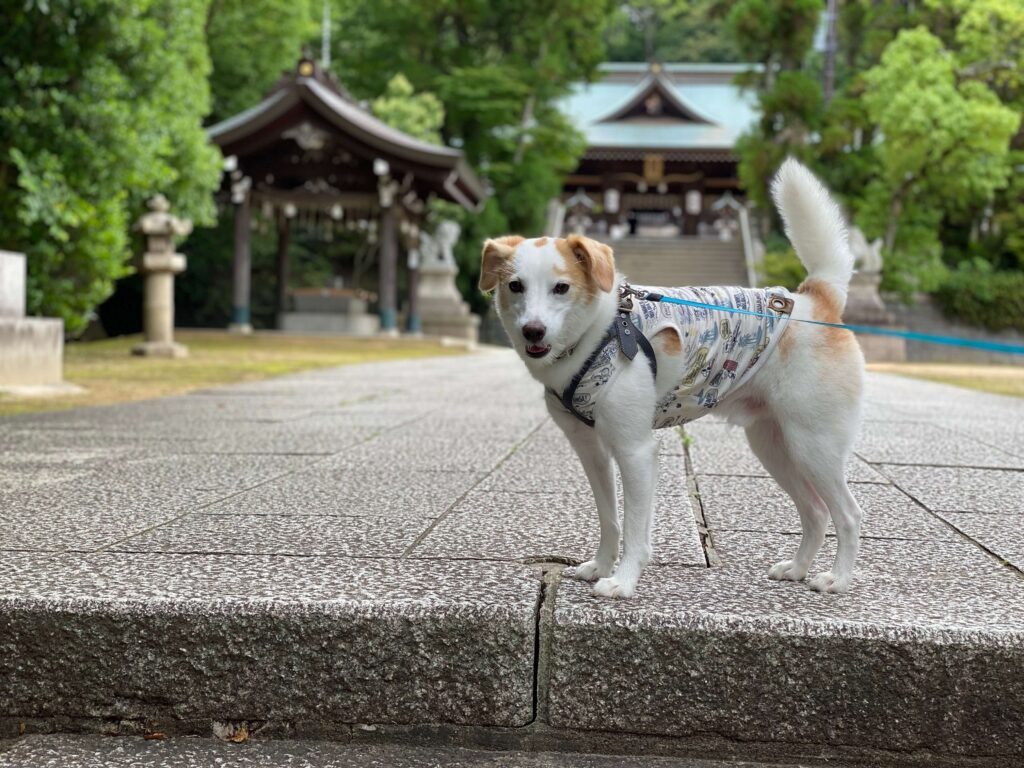 多井畑厄神