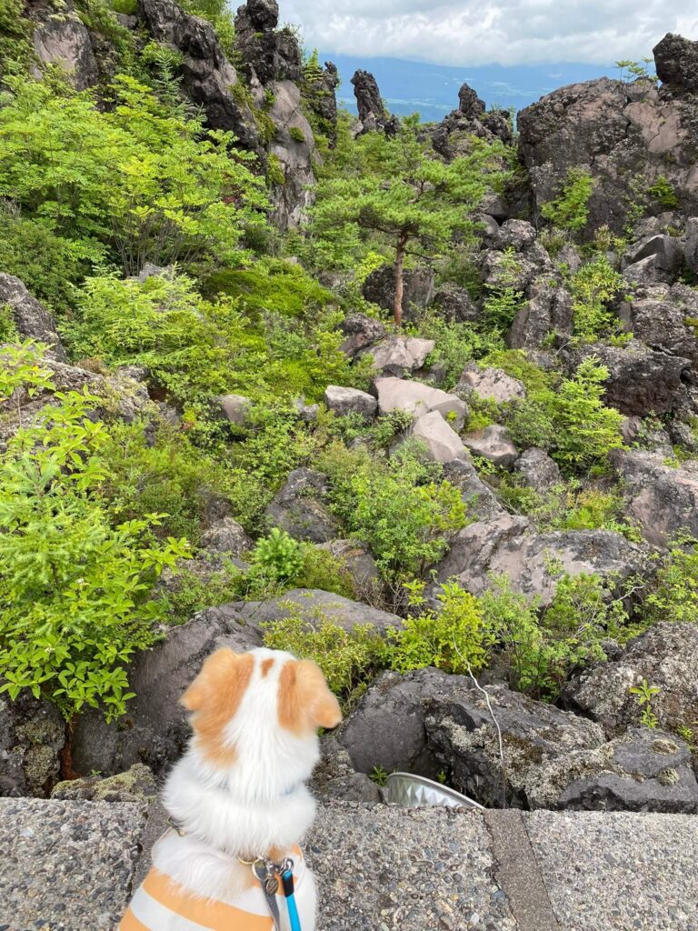 鬼押出し園犬