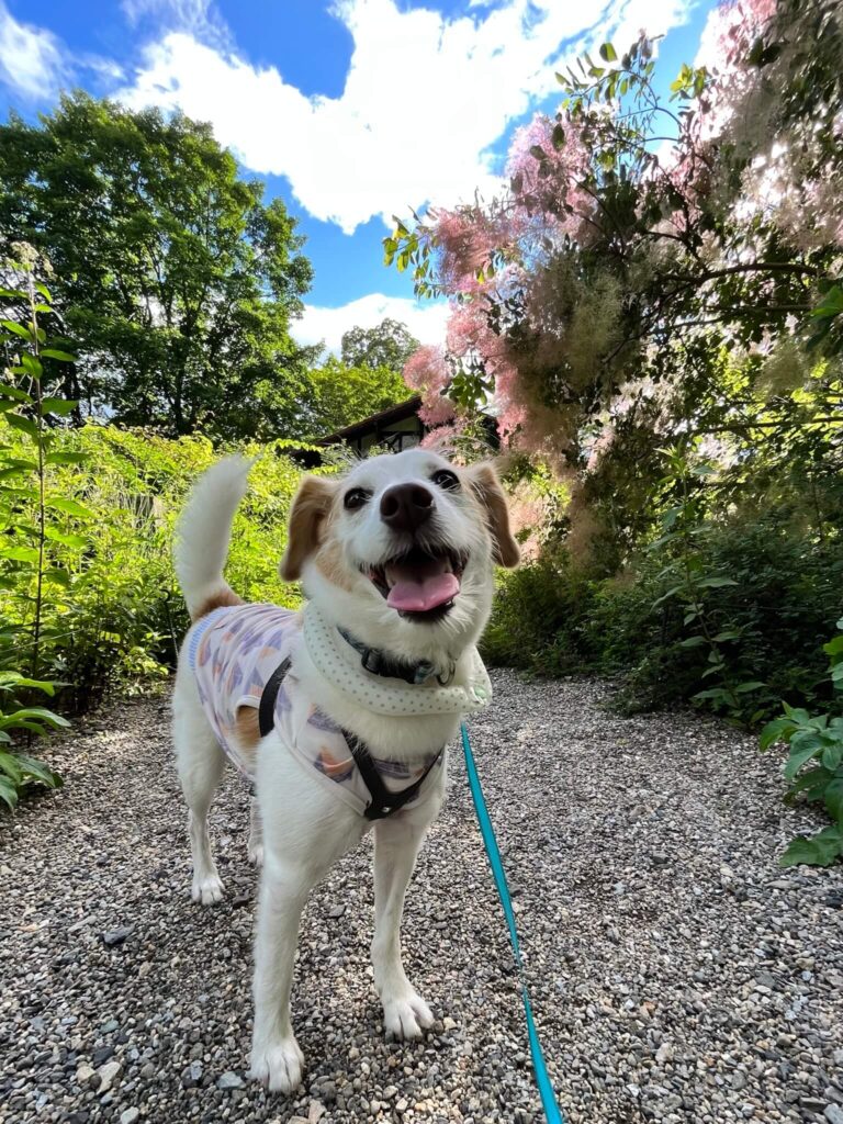 萌木の村犬