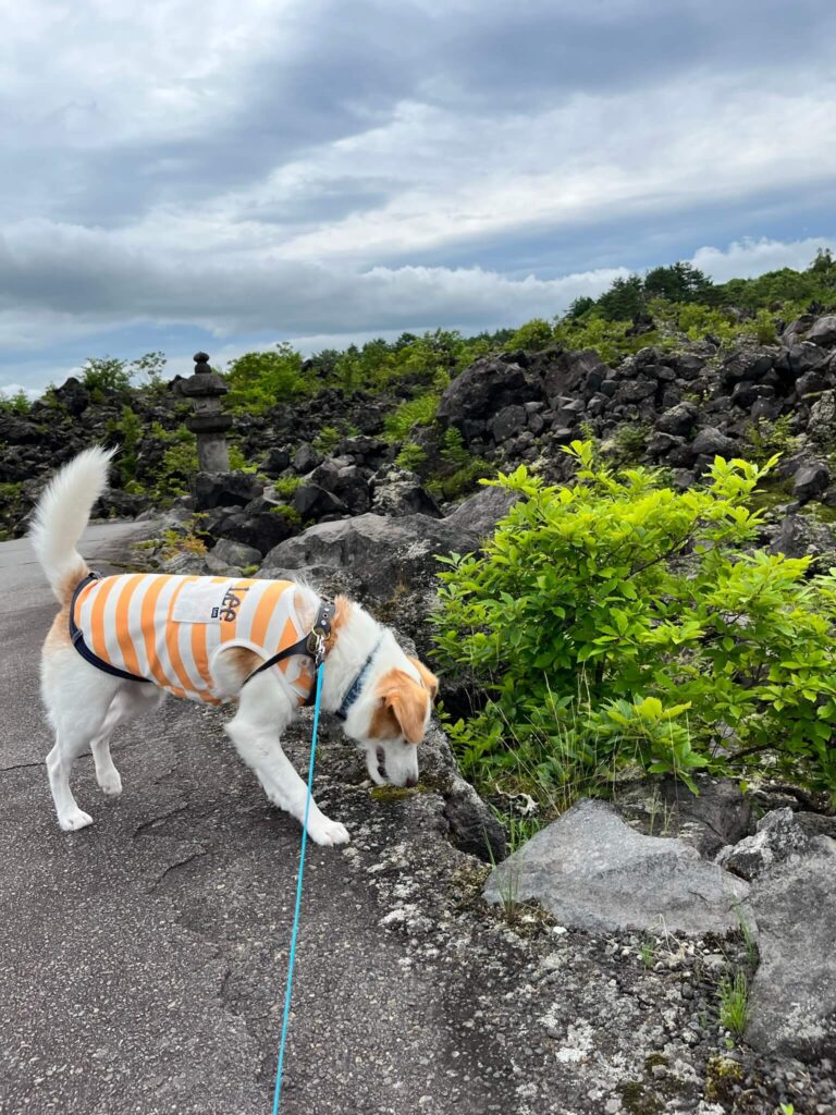 鬼押出し園犬