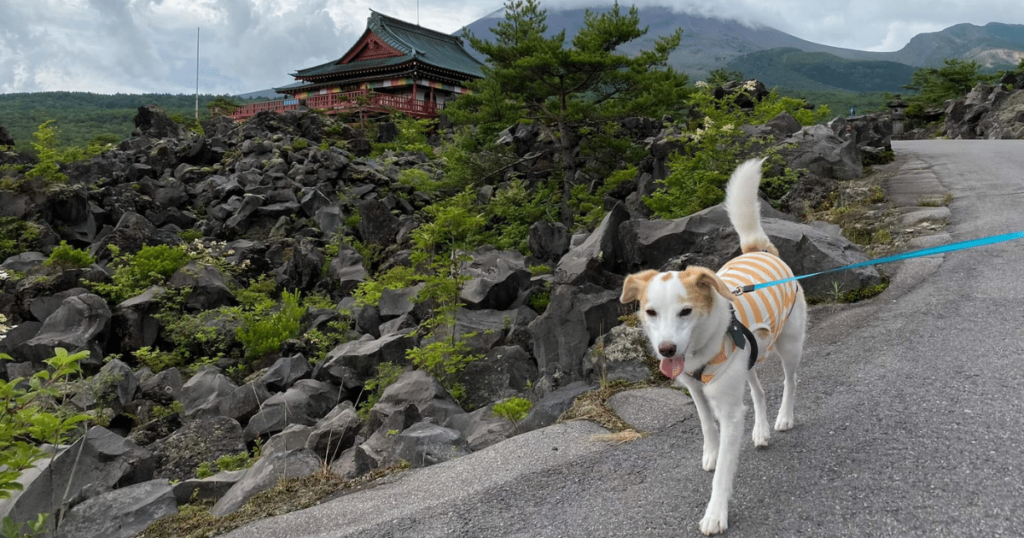 鬼押出し園犬