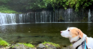 軽井沢白糸の滝犬