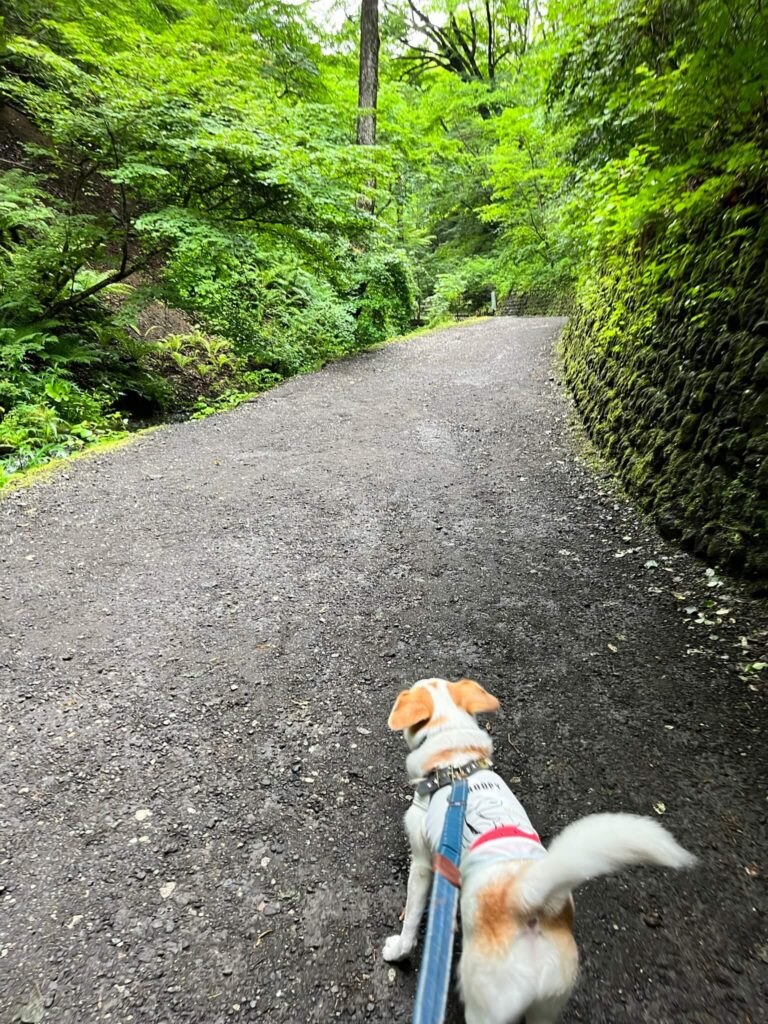 軽井沢白糸の滝犬