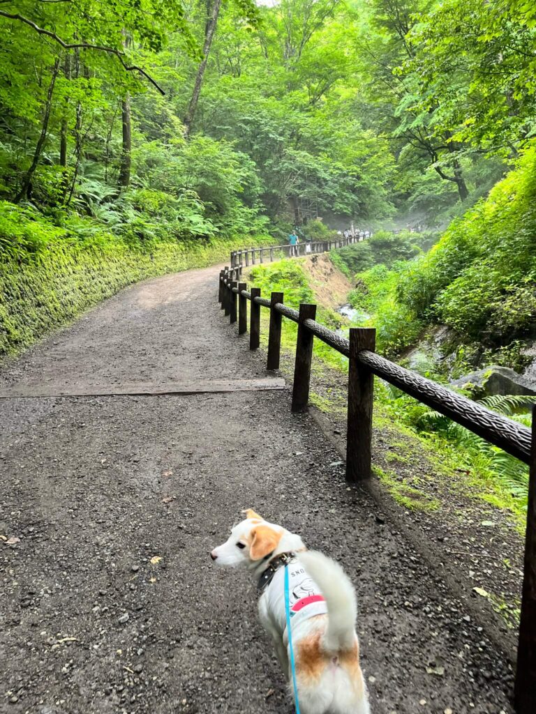 軽井沢白糸の滝犬