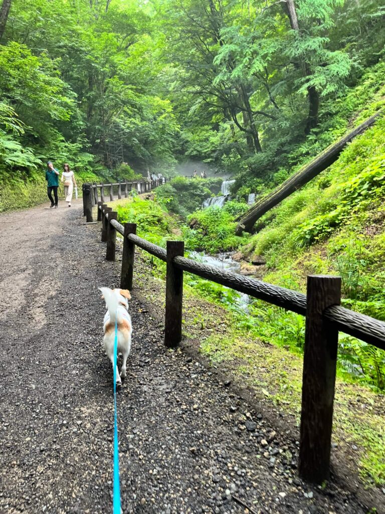 軽井沢白糸の滝犬