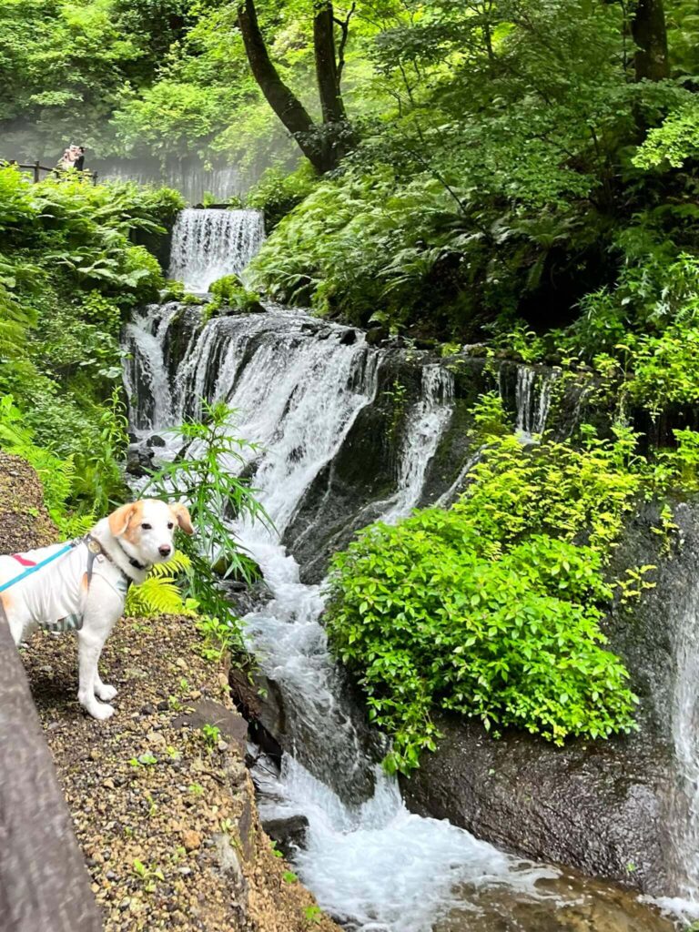 軽井沢白糸の滝犬