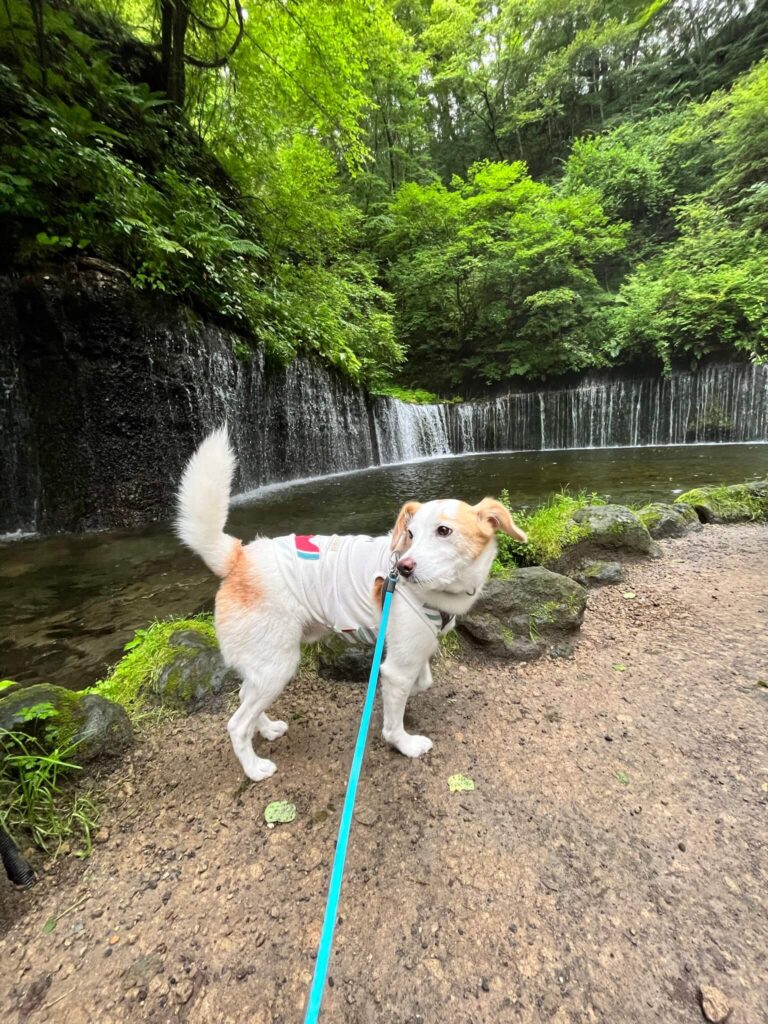 軽井沢白糸の滝犬