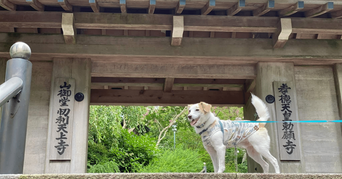 摩耶山天上寺