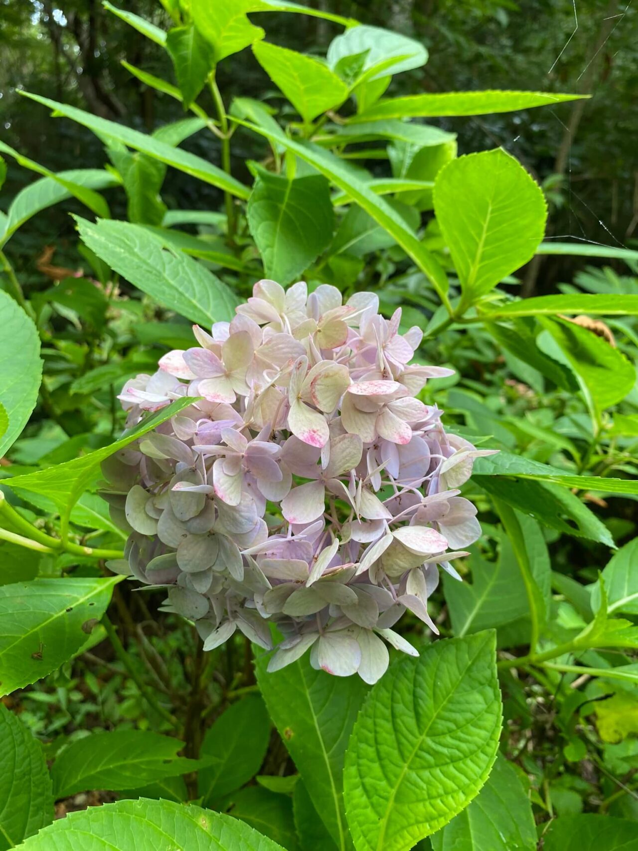 摩耶自然観察園