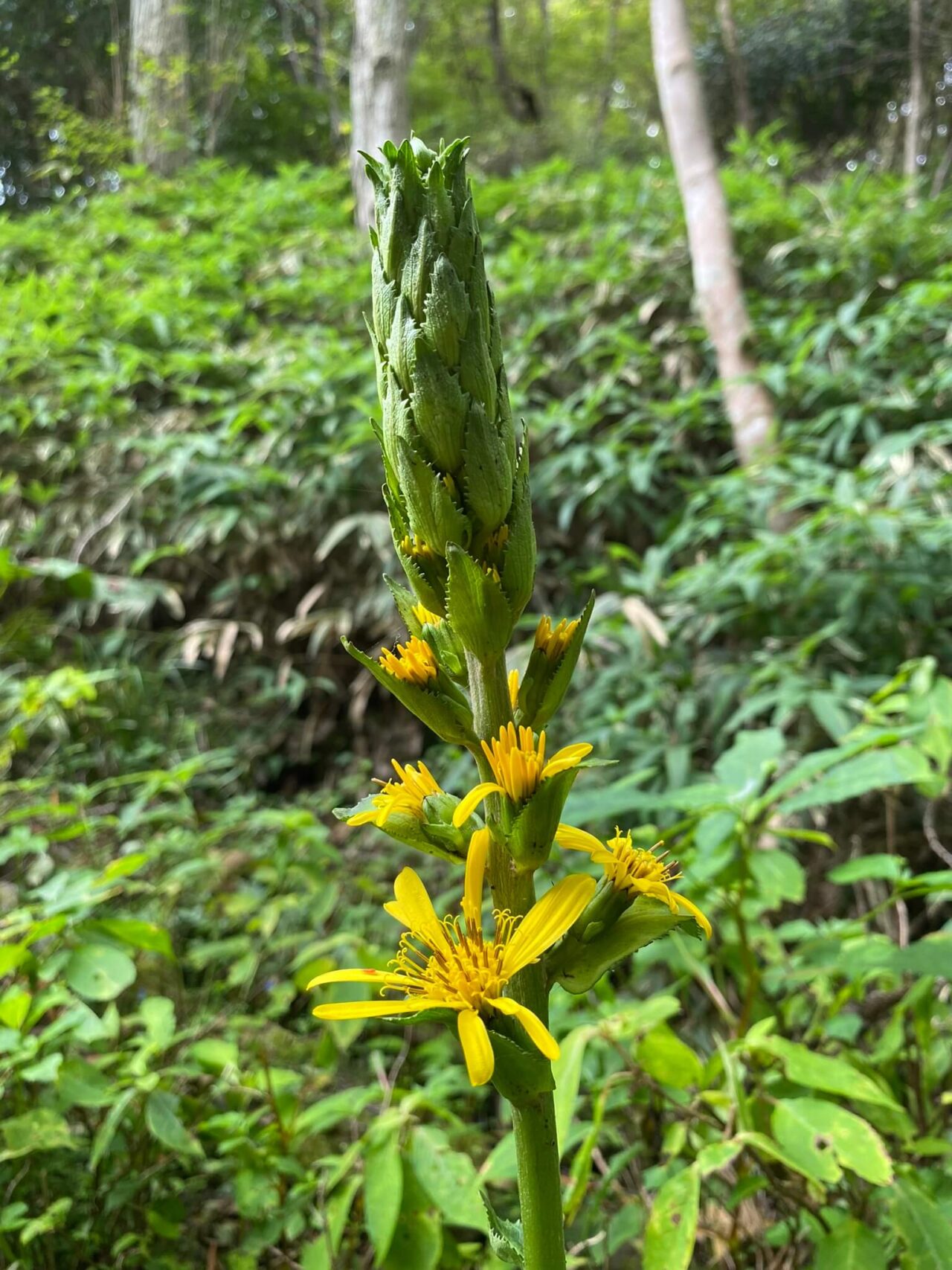 摩耶自然観察園