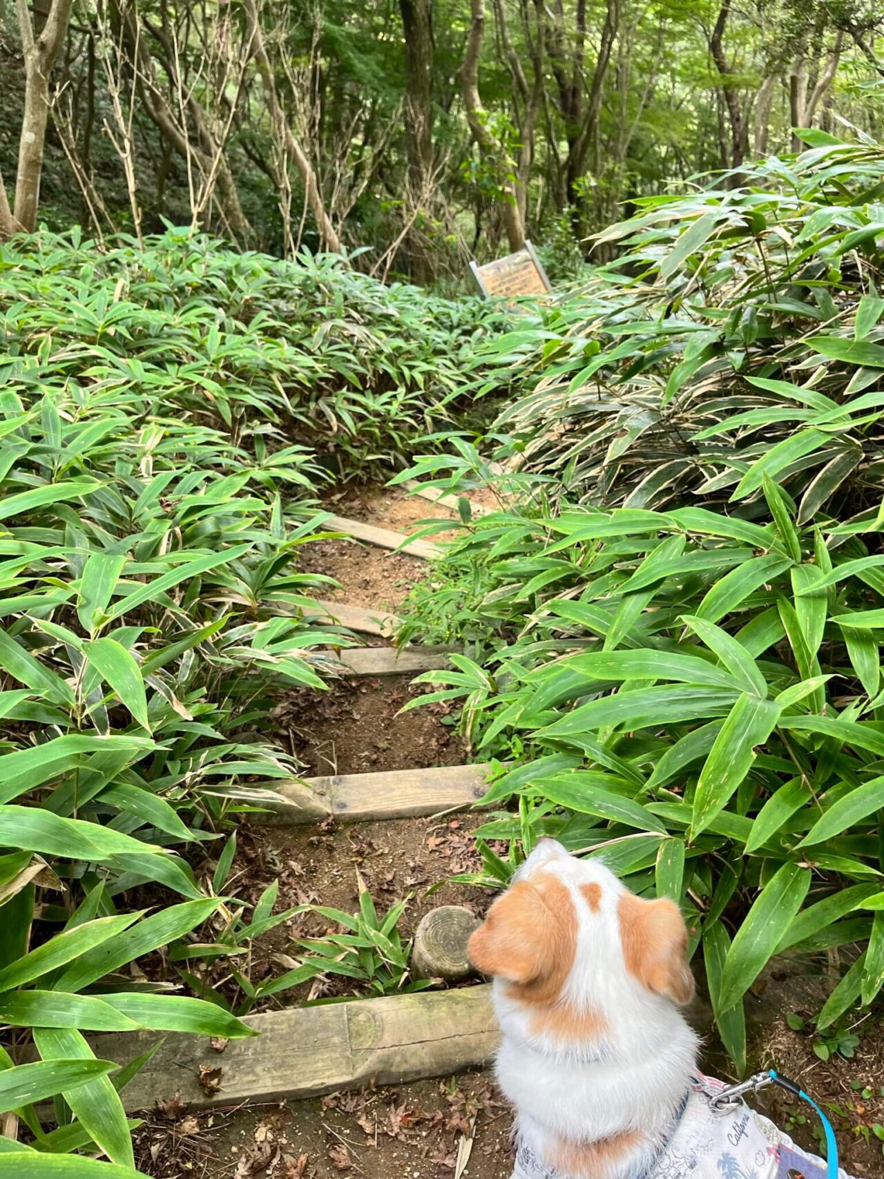 摩耶自然観察園