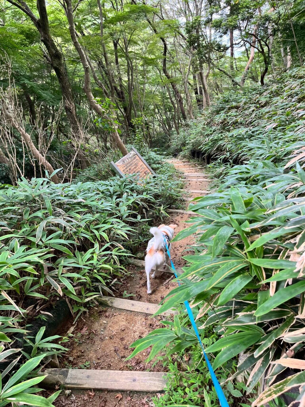 摩耶自然観察園