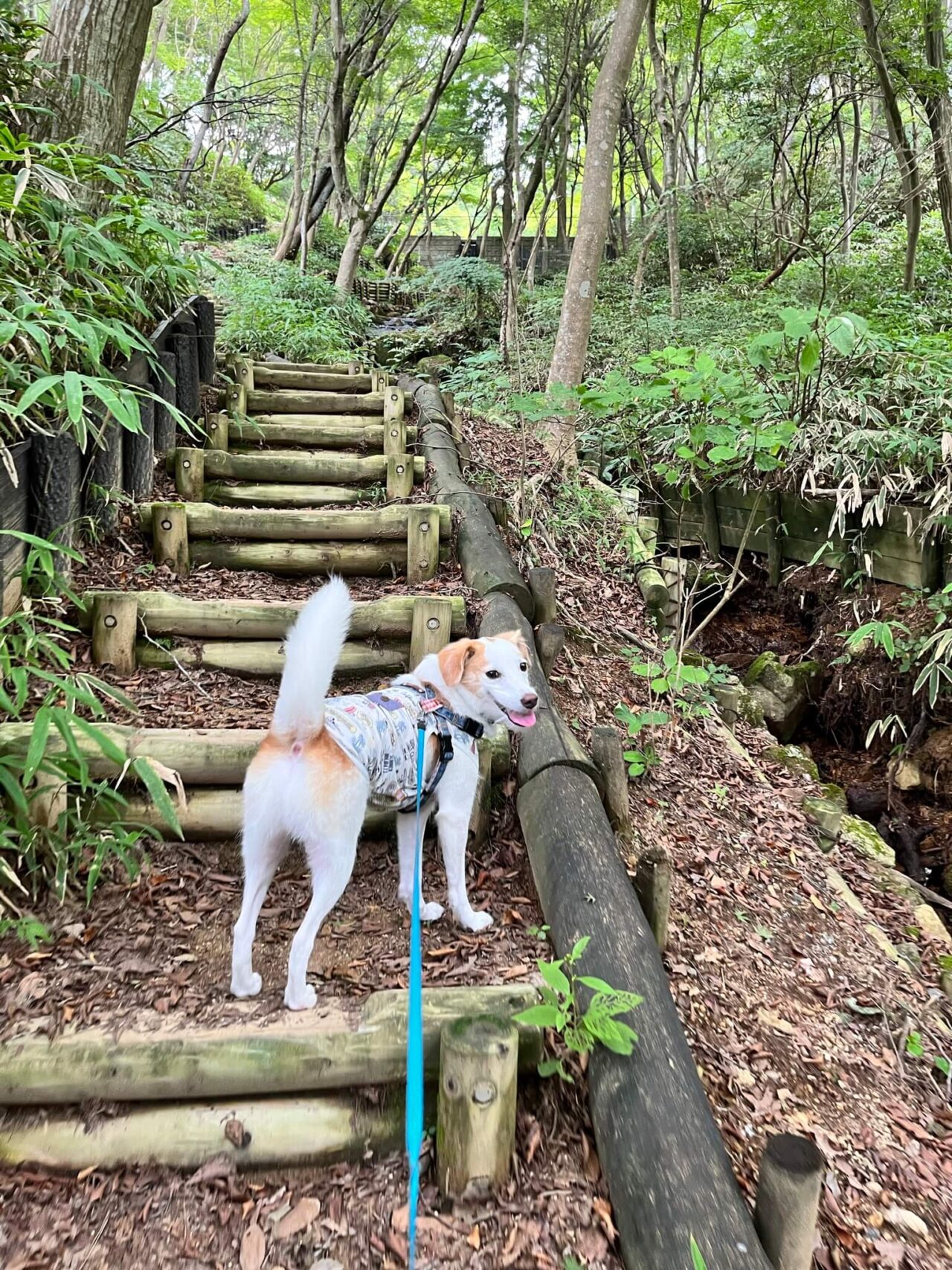 摩耶自然観察園