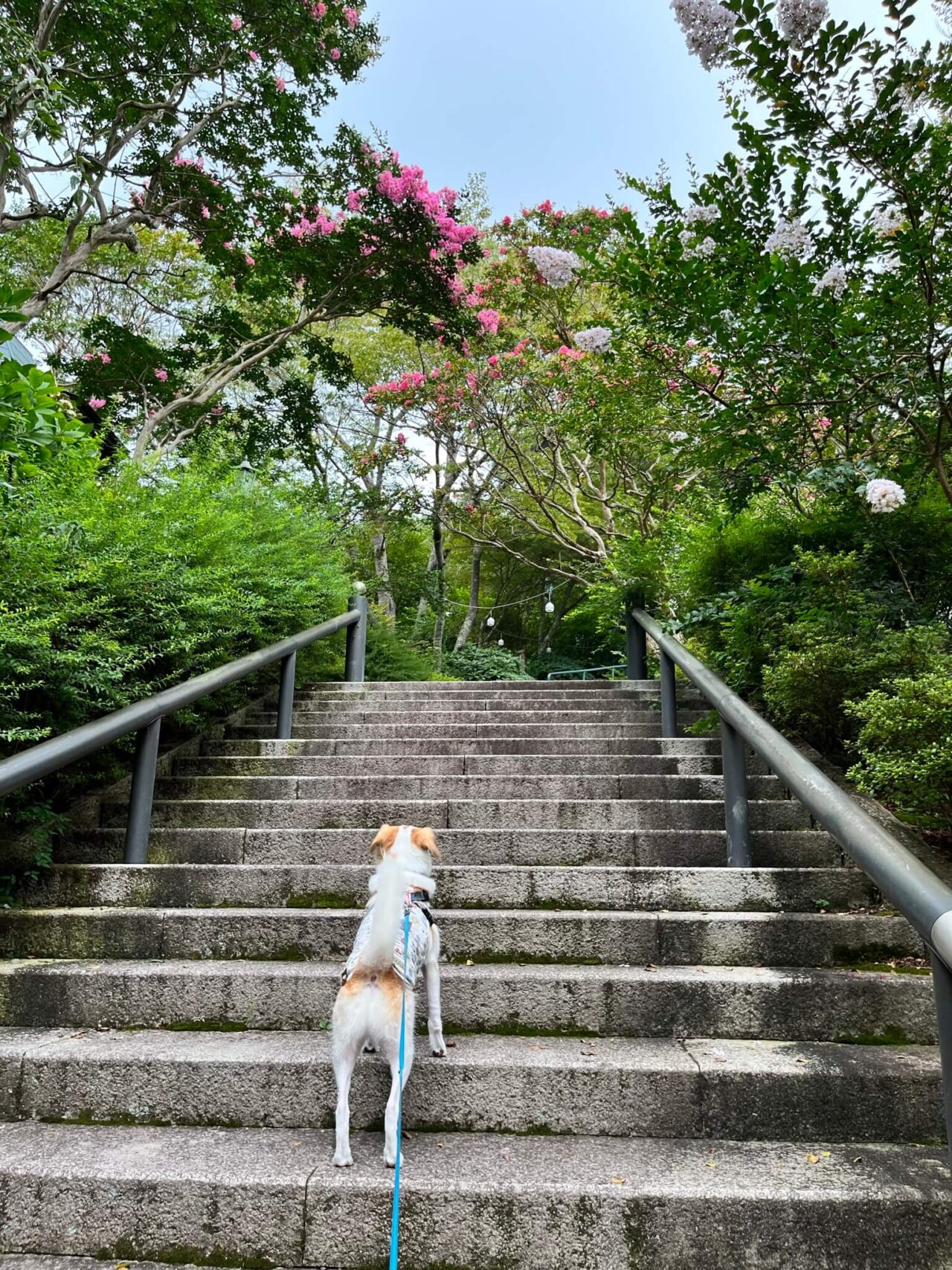 摩耶山天上寺