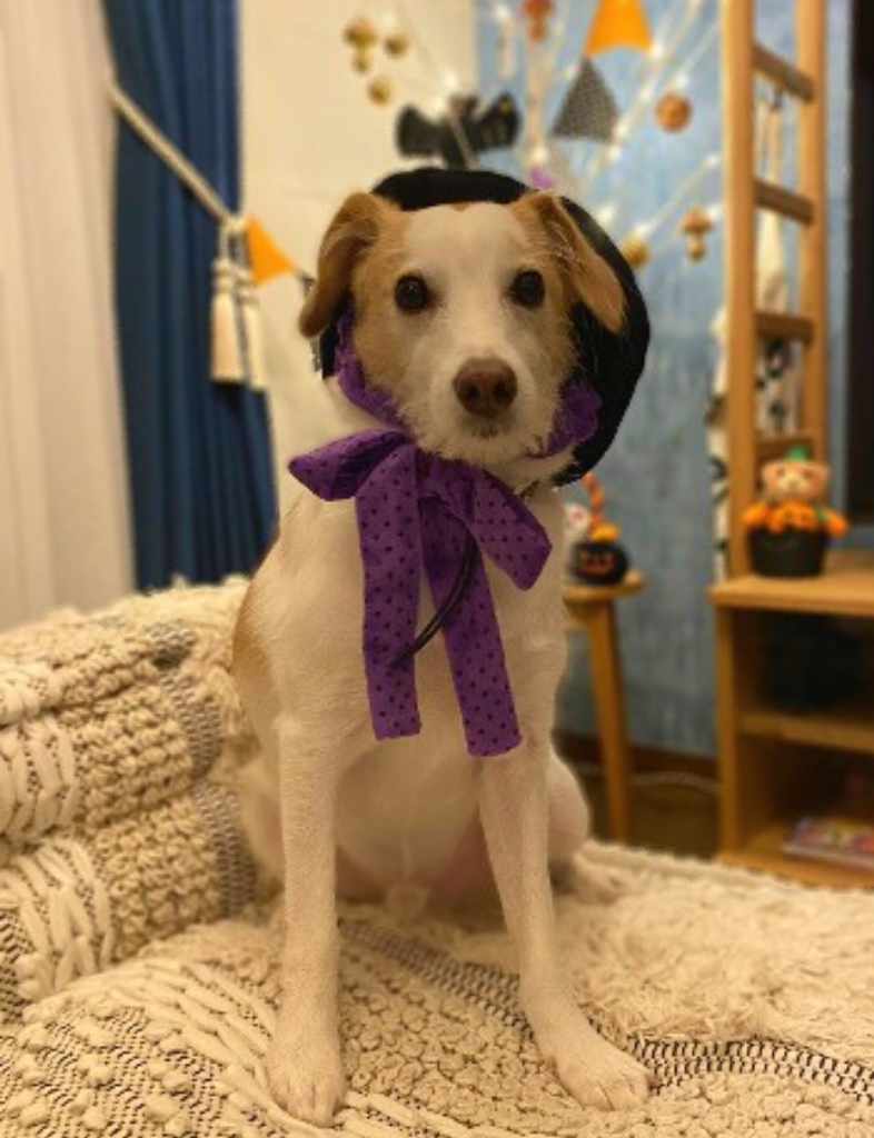 犬ハロウィン