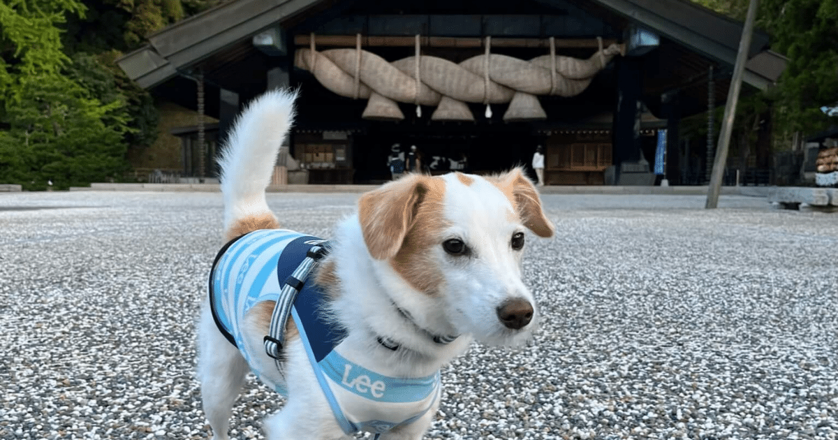 出雲大社犬