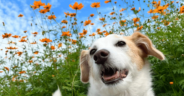 武庫川コスモス犬