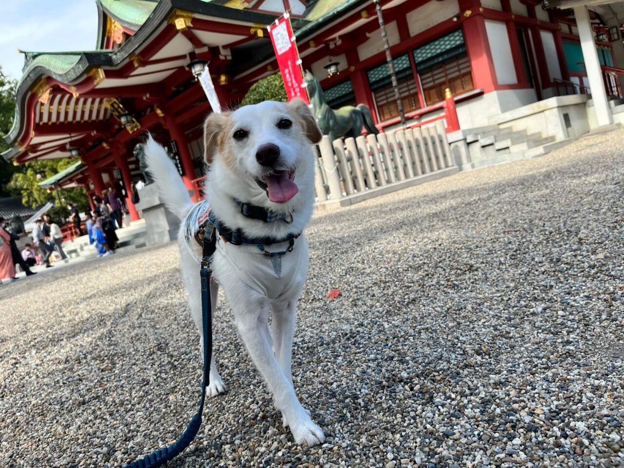 西宮神社犬