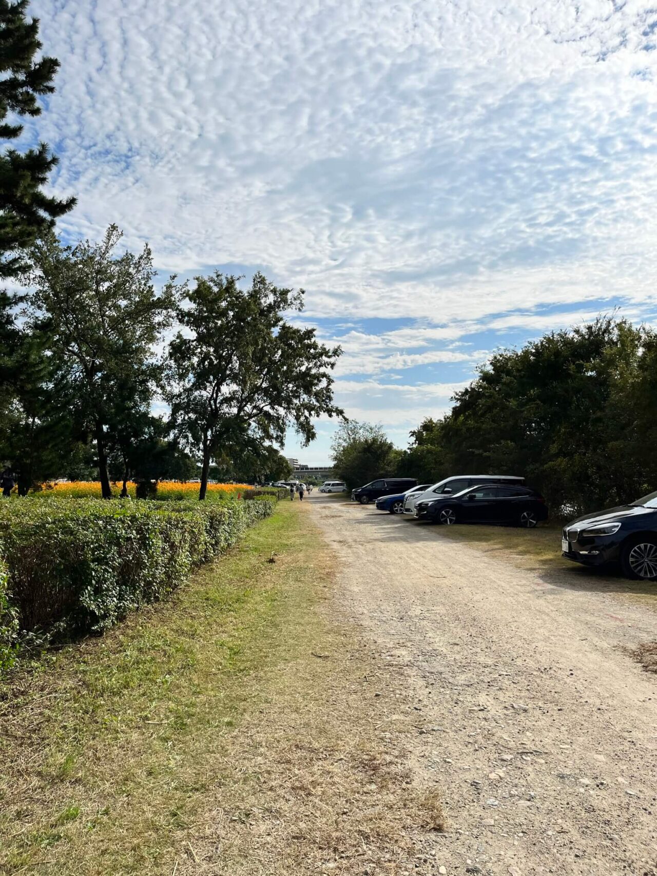 武庫川髭の渡しコスモス園　駐車場